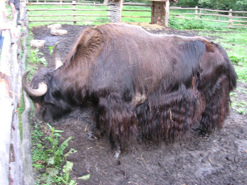 Grudziadz 002.jpg